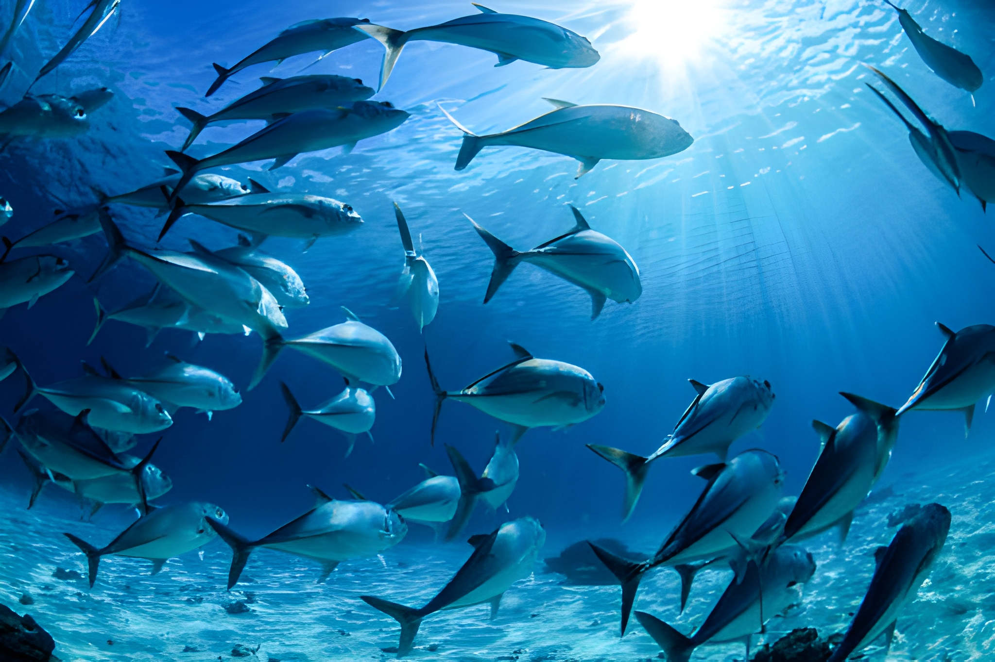 steptodown.com277643