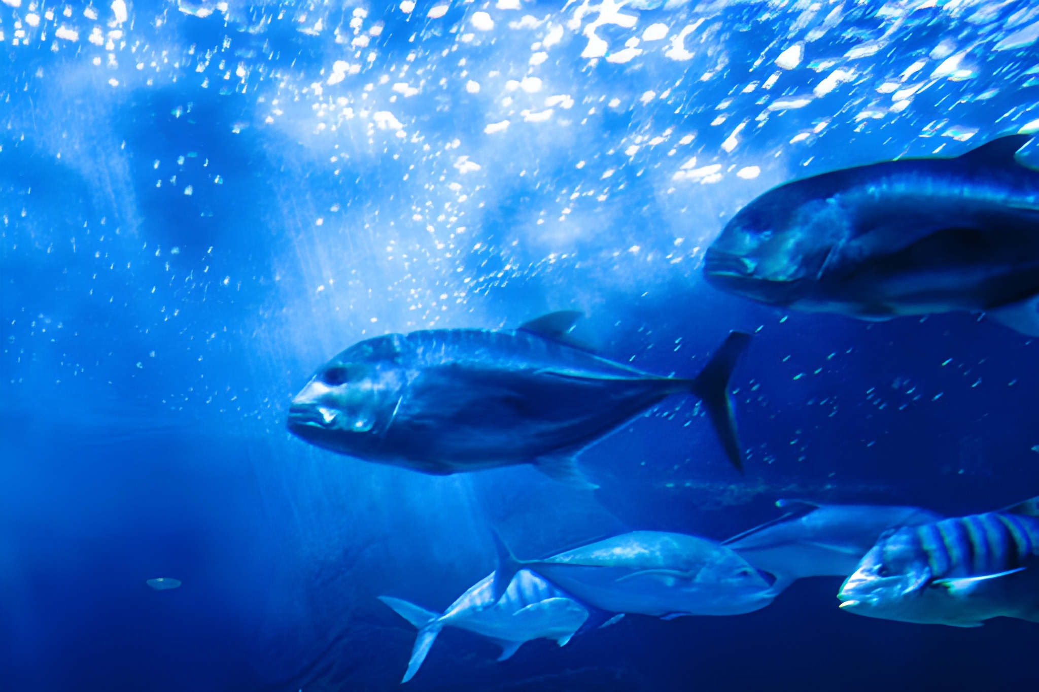 steptodown.com995588